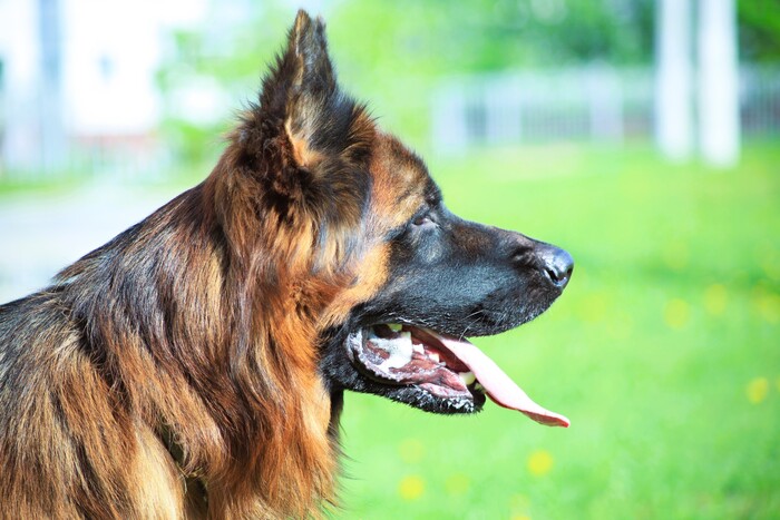 Кенон rp +Tamron 70-300mm