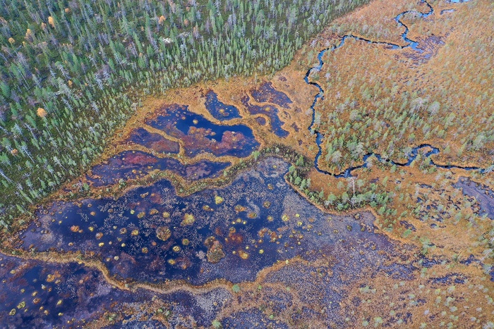 Осеннее болото в Лапландском заповеднике, Архангельская область.