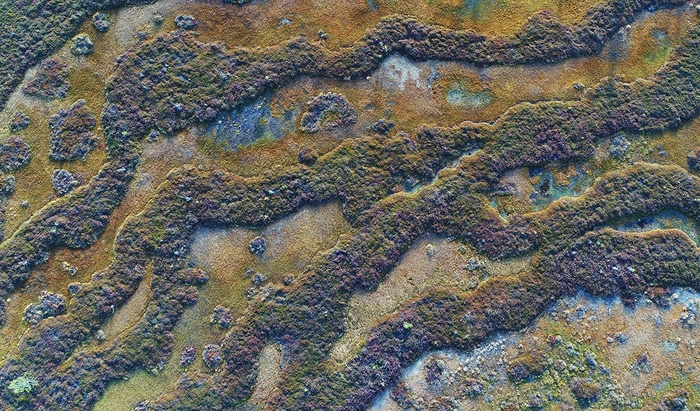 Осеннее болото в национальном парке Югыд ва, Республика Коми.