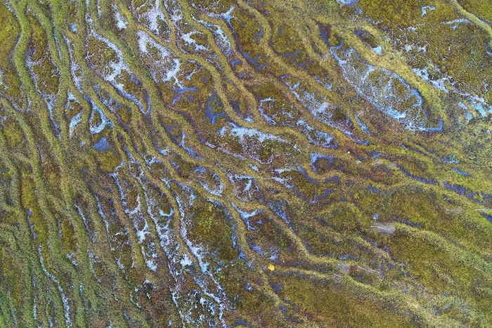 Болотные абстракции в пойме реки Щугор, национальный парк Югыд ва.