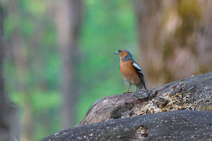  (Fringilla coelebs)    ,   , , , , ,  ,   , ,  