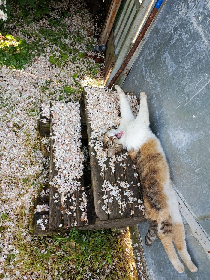    , , , , , ,  ,  , 
