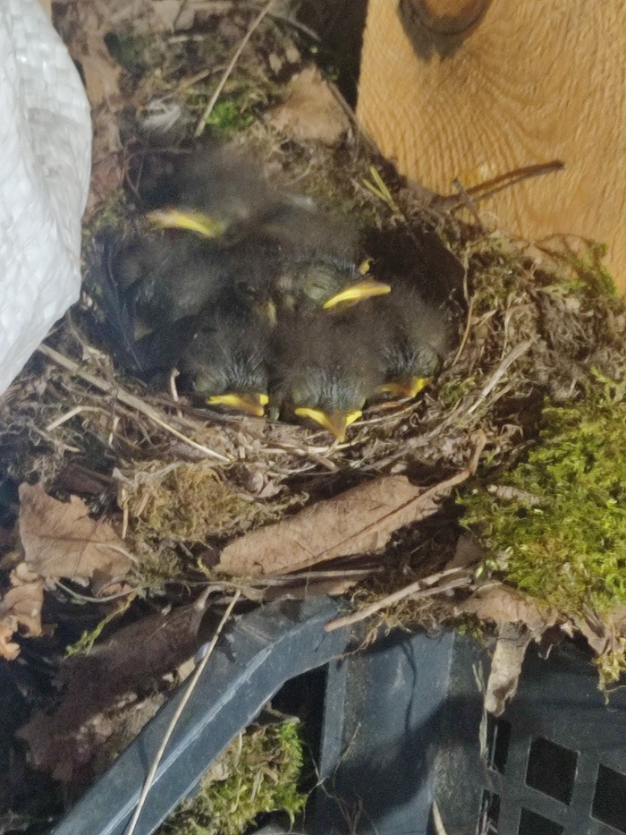 ������ ������-���������