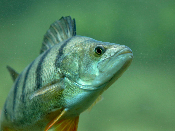        ,      . ,        .        .