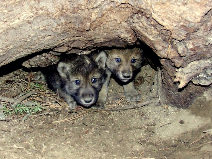     :   ,     ,      ,    ,      .