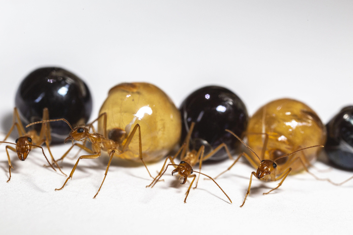 У медовых муравьёв очень низкий срок хранения, поэтому их не разводят на продажу.