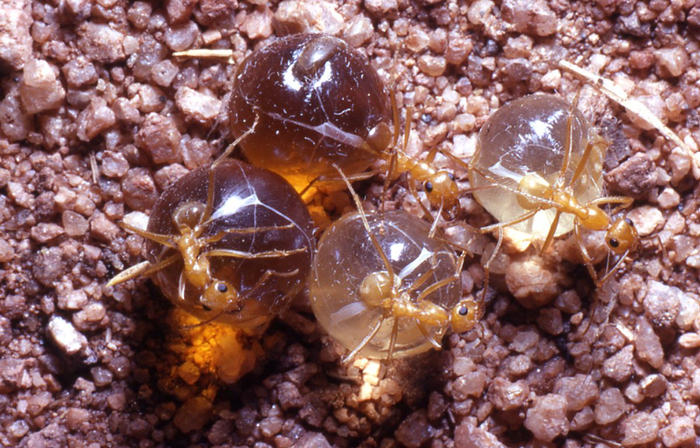 Природа может и жестока, а вот мы едой всегда поделимся ;)