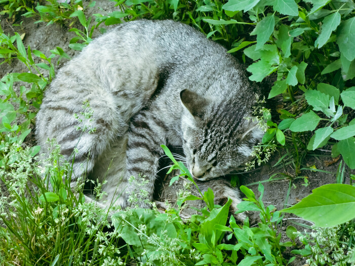 Спящий должен проснуться! Милота, Кот, Дюна