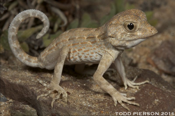 Если честно, то сам геккон выглядит изрядно напуганным жизнью.