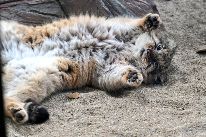 Поваляшки-обнимашки?