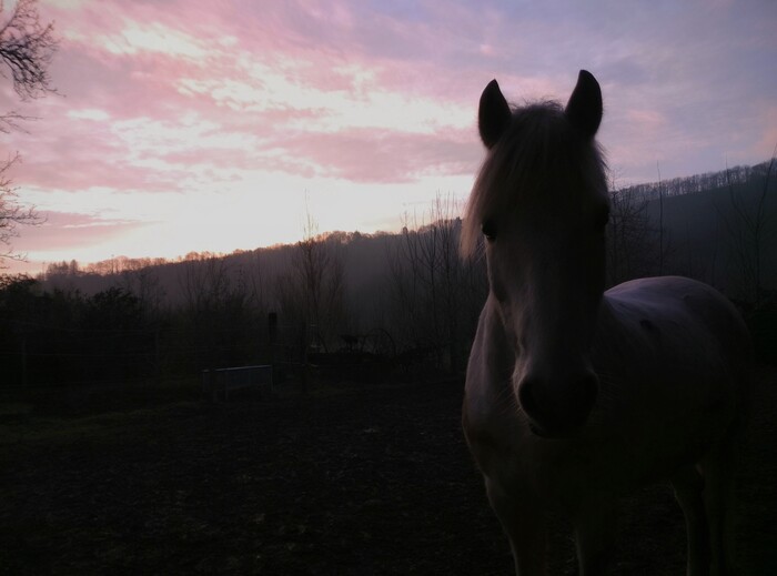 Что я узнал проработав год на конюшне