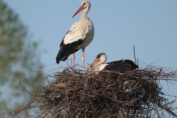Белые аисты 18.05.2025 Иглинский р-н (фото Ермоленко А.)