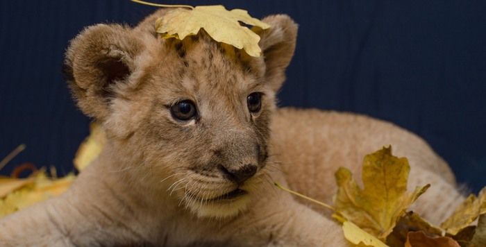 Когда я вырасту, я скушаю вас всех!