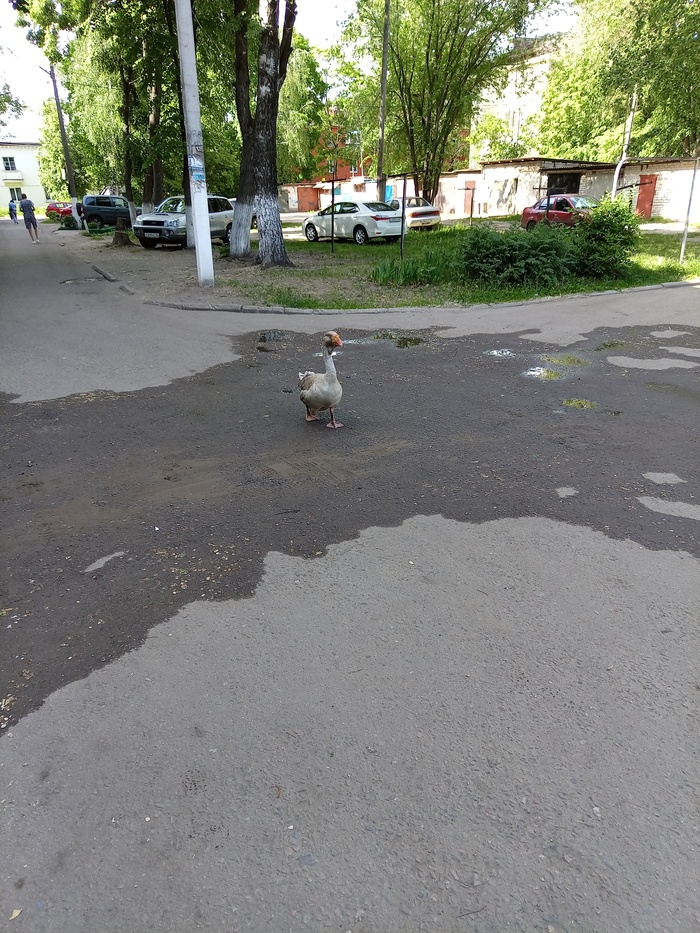    , , 