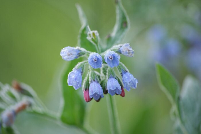 Sigma 70-300, f4, режим макро, 70mm на кропе APS-C.