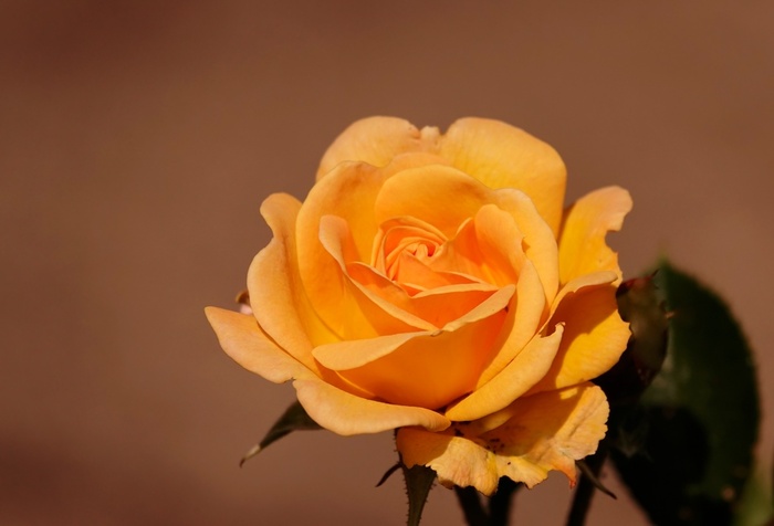 Вчера нашла в розарии и сфотографировала.