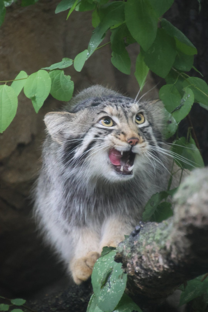 Хе-хе-хе... какие вкусные ручки у зазевавшегося кипера ^_^