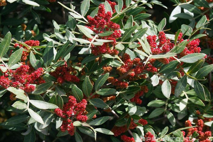    .    <!--noindex--><a href="https://pikabu.ru/story/derevya_fistashka_mastichnaya_12860878?u=http%3A%2F%2Fopenfito.ru&t=openfito.ru&h=86d1e6b2326e868a015dcb1b74fbdba6d728f861" title="http://openfito.ru" target="_blank" rel="nofollow noopener">openfito.ru</a><!--/noindex-->.