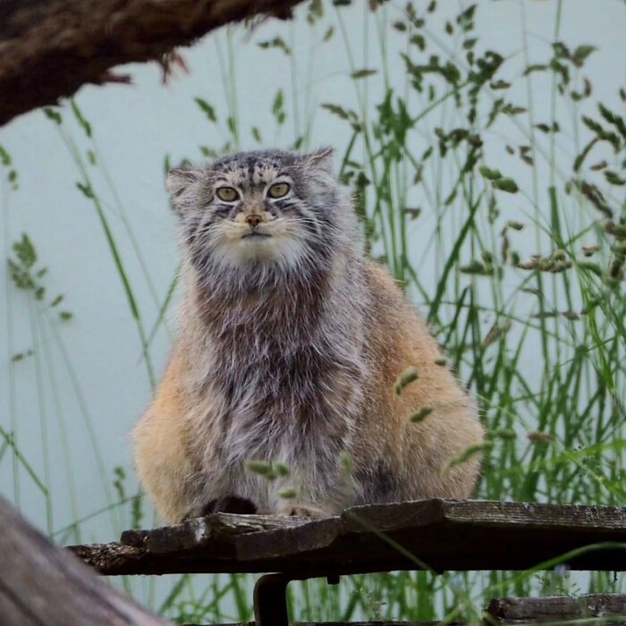 Неразжировывающаяся Мими