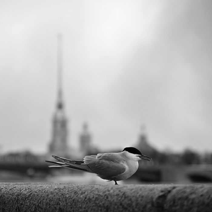   (7) , Nikon,  