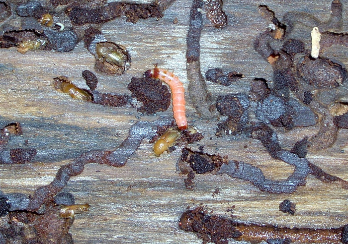       .       ,   ,      .