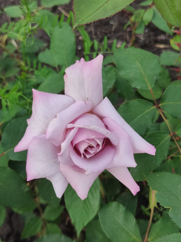 Realme GT 2 PRO в мобильной фотографии. Обе стороны медали Realme, Мобильная фотография, Длиннопост