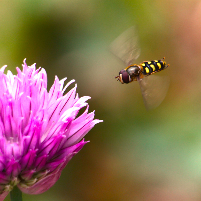  .  2 , Canon 1100d, , 