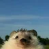19Hedgehog89