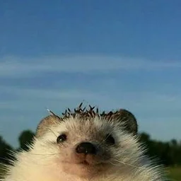 19Hedgehog89