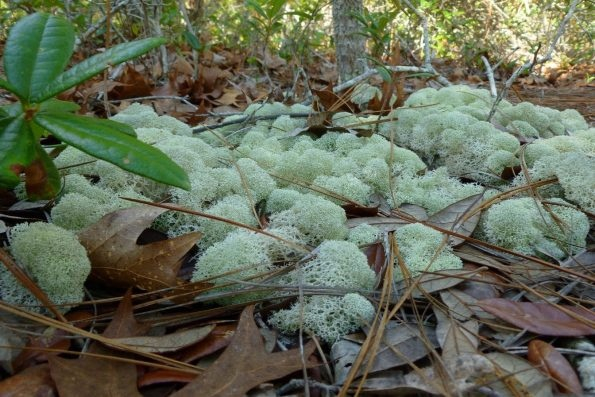   ,   ,        ,      ,      .