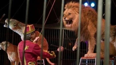 ПОДДЕРЖИМ ЗАКОНОПРОЕКТ О ЗАПРЕТЕ НА ПРИОБРЕТЕНИЕ ЖИВОТНЫХ ДЛЯ ЦИРКОВ!