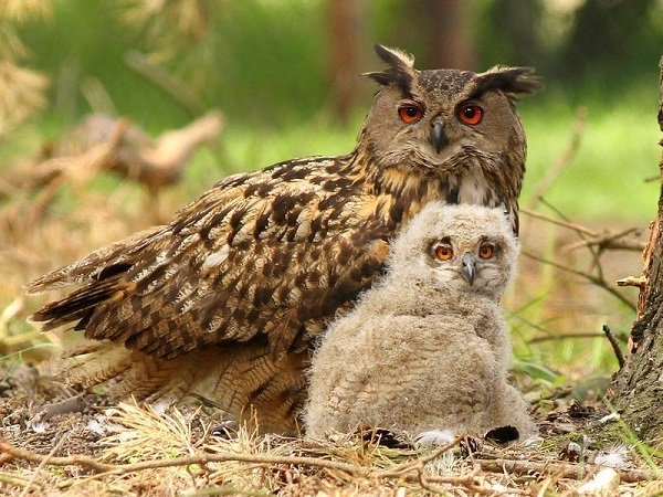 Хоть филины и лесные птицы, они делают гнёзда не на деревьях, а на земле.