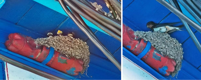 Фотография из научной статьи, где описывалось это необычное поведение.