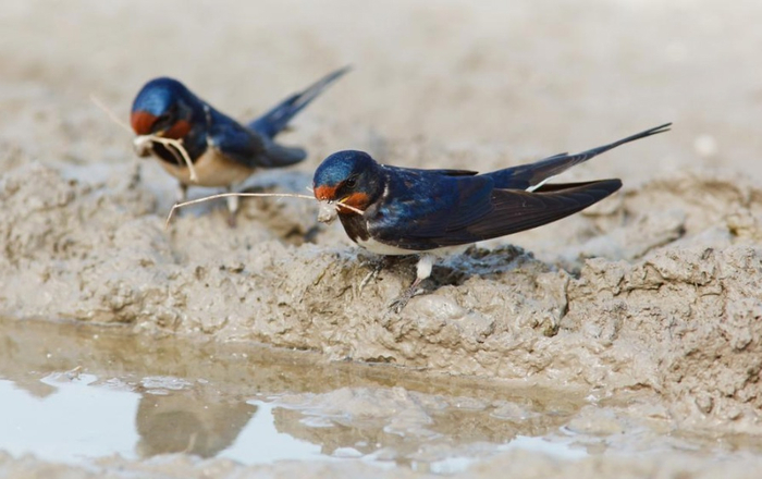 Это вам не в строительном закупаться, здесь всё своими руками (и ртом) добывать нужно.