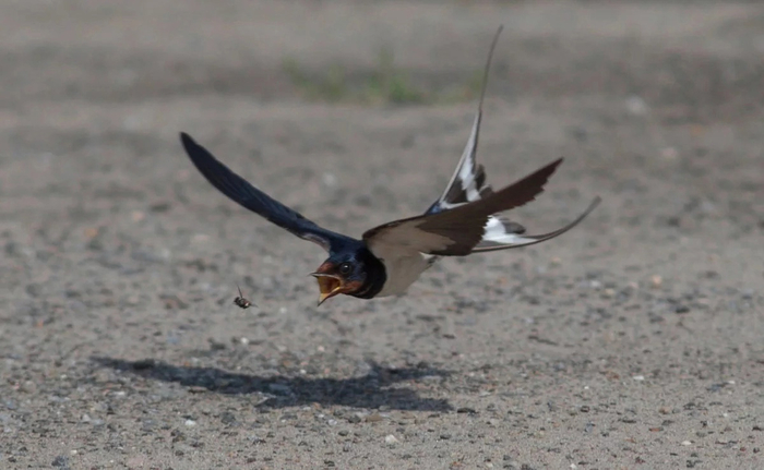 Да я тебе говорю, муха, скоро дождь будет! Залетай в рот, переждешь непогоду!
