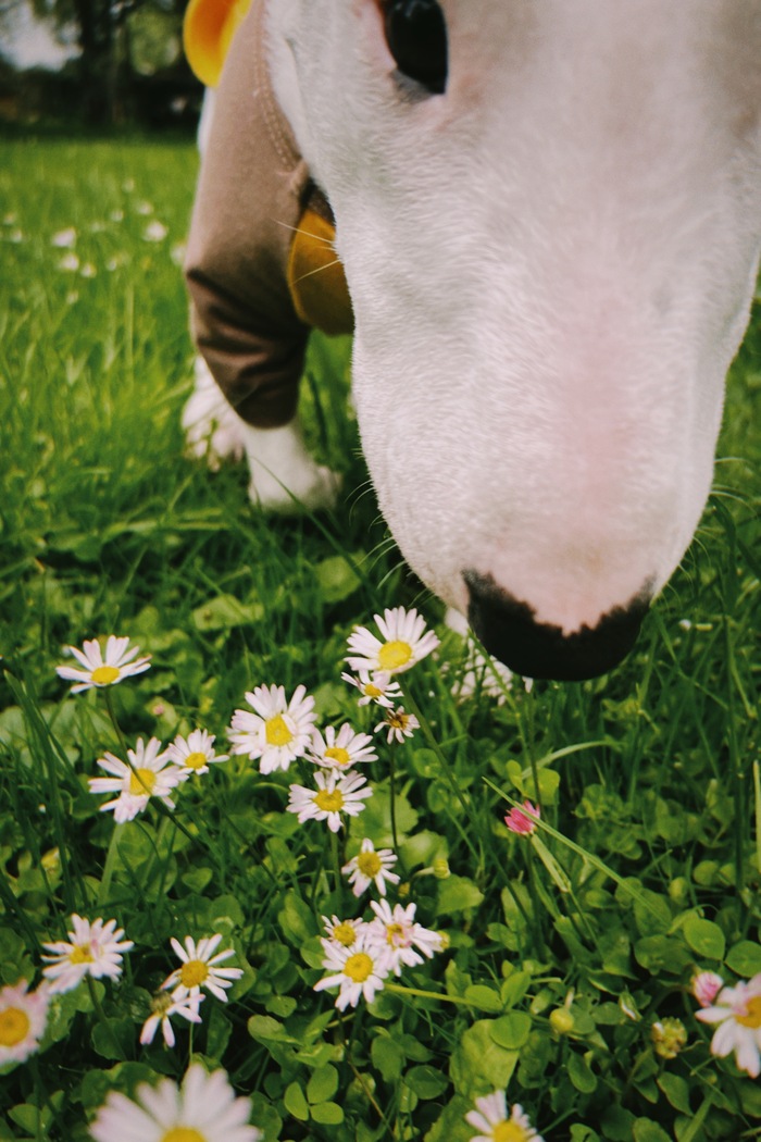 очень красивые цветочки и мягкий ковер из клевера