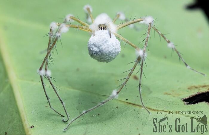 ����� �������� �������