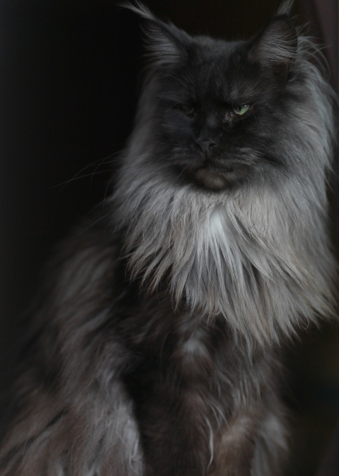 Учусь фотографировать. Моя Чучундра 2