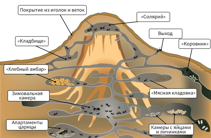 ���������� ����������� � �������. ������ ��� ��� ������ ���� �� ���������, �� ��� �������� ������� �������� �����