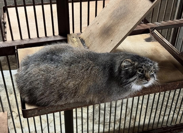 Лежит Груша, нельзя скушать