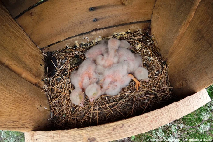 Завёл нелегальную птицеферму в лесу. Что по деньгам Животные, В мире животных, Редкий вид, Дикая природа, Природа России, Птицы, Хищные птицы, Сова, Сокол, Видео, Короткие видео, Длиннопост Завёл нелегальную птицеферму в лесу. Что по деньгам Животные, В мире животных, Редкий вид, Дикая природа, Природа России, Птицы, Хищные птицы, Сова, Сокол, Видео, Короткие видео, Длиннопост