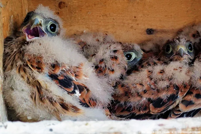 Завёл нелегальную птицеферму в лесу. Что по деньгам Животные, В мире животных, Редкий вид, Дикая природа, Природа России, Птицы, Хищные птицы, Сова, Сокол, Видео, Короткие видео, Длиннопост Завёл нелегальную птицеферму в лесу. Что по деньгам Животные, В мире животных, Редкий вид, Дикая природа, Природа России, Птицы, Хищные птицы, Сова, Сокол, Видео, Короткие видео, Длиннопост