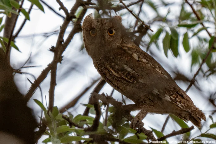 Завёл нелегальную птицеферму в лесу. Что по деньгам Животные, В мире животных, Редкий вид, Дикая природа, Природа России, Птицы, Хищные птицы, Сова, Сокол, Видео, Короткие видео, Длиннопост Завёл нелегальную птицеферму в лесу. Что по деньгам Животные, В мире животных, Редкий вид, Дикая природа, Природа России, Птицы, Хищные птицы, Сова, Сокол, Видео, Короткие видео, Длиннопост