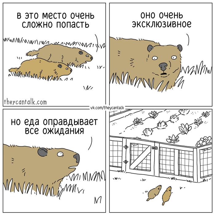  Theycantalk,  , , , , , Telegram (),  ()