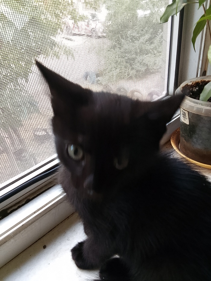 ����� ������� �����