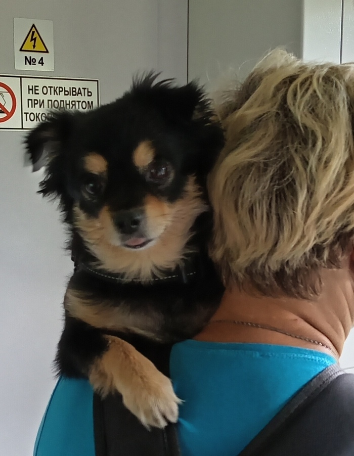 Вот такие у нас милые попутчики в электричке