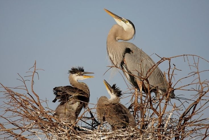 — Мне, пожалуйста, три пиццы. — Это на всю семью? — Нет, это только для меня.