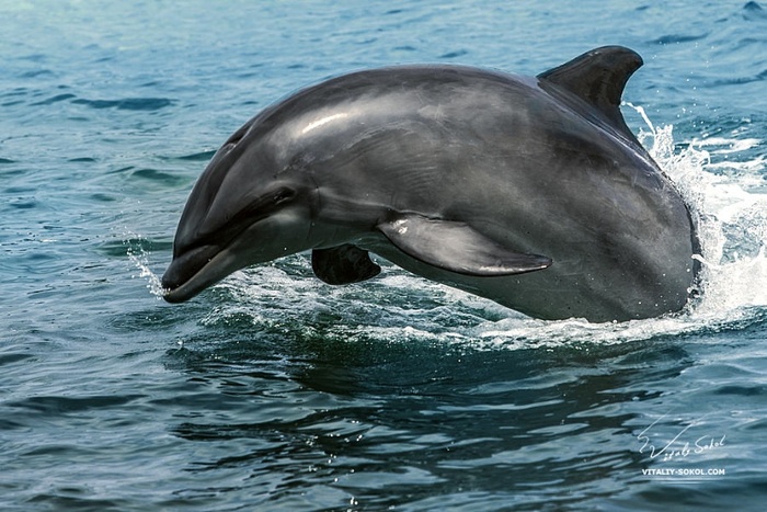 � ������ ��� �������� ������ �����. ���� ������ �����.