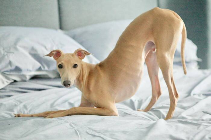 ����������� ����� �������� ������ ��������