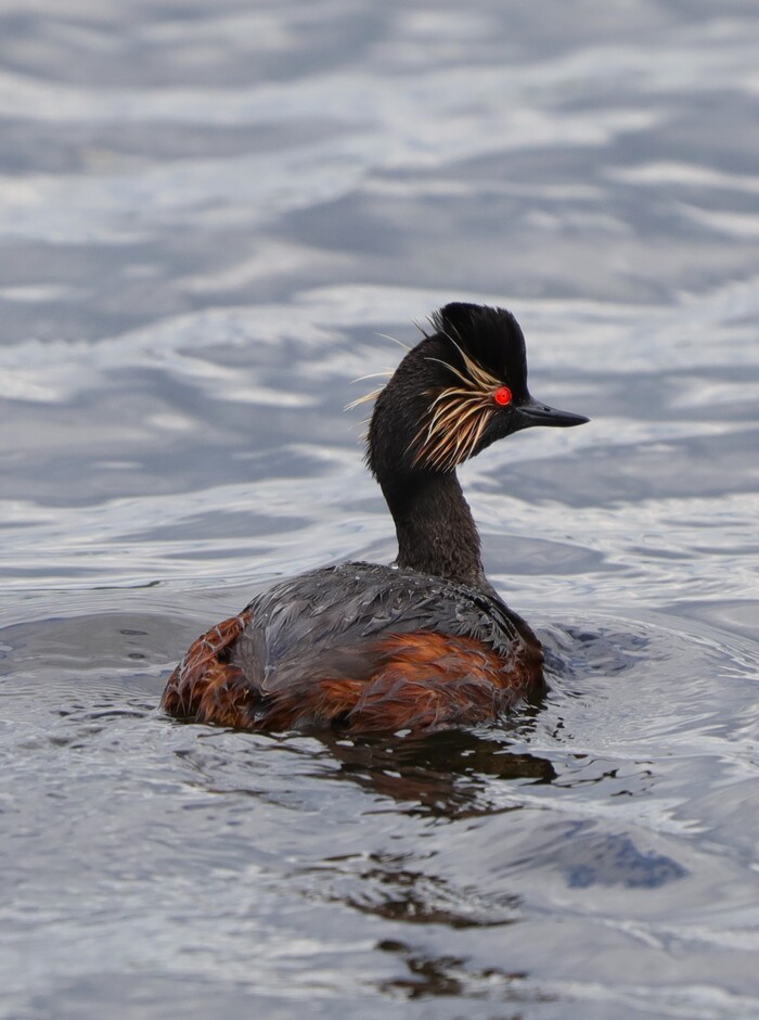 Черношейная поганка Птицы, Природа России, Наблюдение за птицами, Фотоохота, Длиннопост